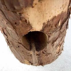 Antorcha Siberiana -Artículos De Jardinería Tienda antorcha siberiana 3