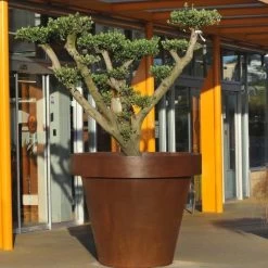 Maceta Gran Formato En Acero Corten