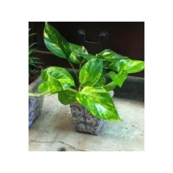 Tiesto Cuadrado Ceramica Peque